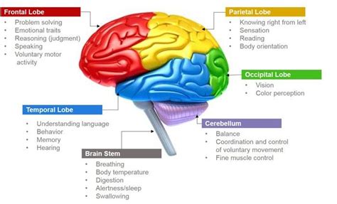 Pin By Rtriplex On Biology Of The Body Human Brain Parts Brain