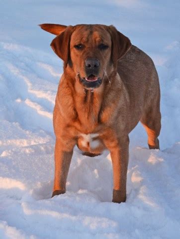 Labrador retriever puppies for sale in minnesota. Labrador Retriever puppy dog for sale in Goshen, Indiana