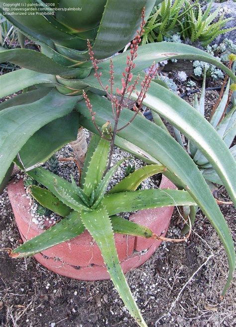 Maybe you would like to learn more about one of these? PlantFiles Pictures: Aloe Species (Aloe turkanensis) by ...