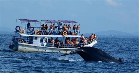 Whale And Dolphin Watching In Mirissa Sri Lanka Klook