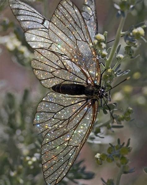 Glitter Insect And Aesthetic Image 7060779 On