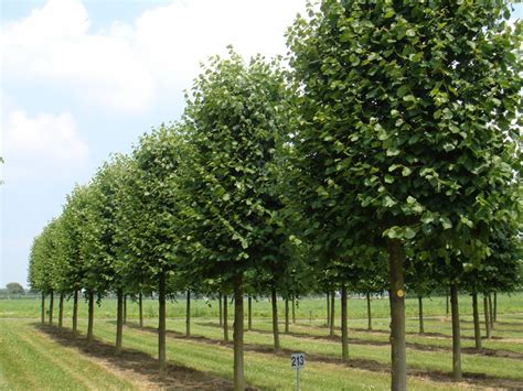 Tilia Cordata Small Leaved Lime From Practicality Brown