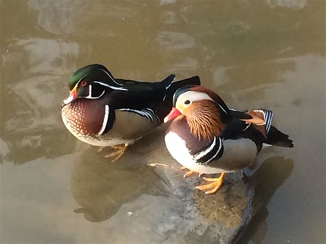 Beautiful ducks of Duke Gardens, Durham, NC | Lucky Sci