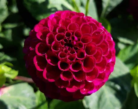 Dahlia Moor Place Pompom At Halls Of Heddon Nursery North Ann