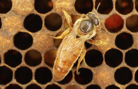Siedler Über Kopf und Schulter verbrühen como es la abeja reina