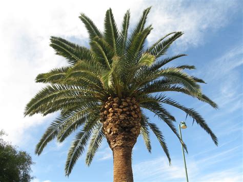 Realpalmtrees Big Date Palm Pictures Pineapple Date Palm Head And