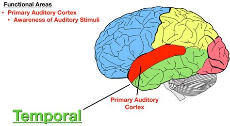 Image The Primary Auditory Cortex Red Functions To Make Us