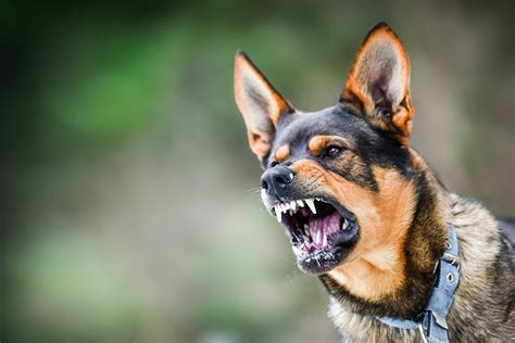 Aggressive Dog Portrait Shows Dangerous Teeth Animal Hard Attac