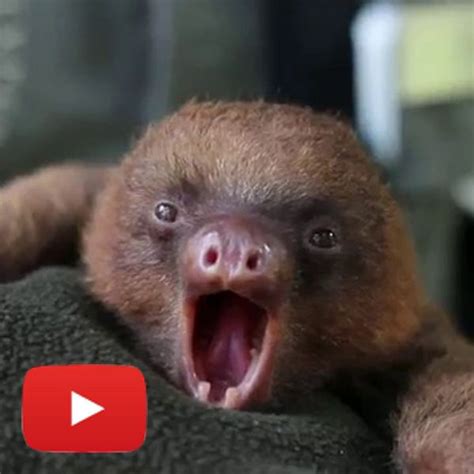 Funny Video A Baby Sloth Yawning Baby Sloth Baby Animals Pictures