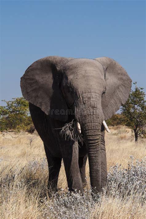 African Elephant Loxodonta Africana In Etosha National Park Namibia