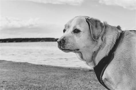 Dissatisfied Labrador Retriever With A Sad Face On A Walk Along The