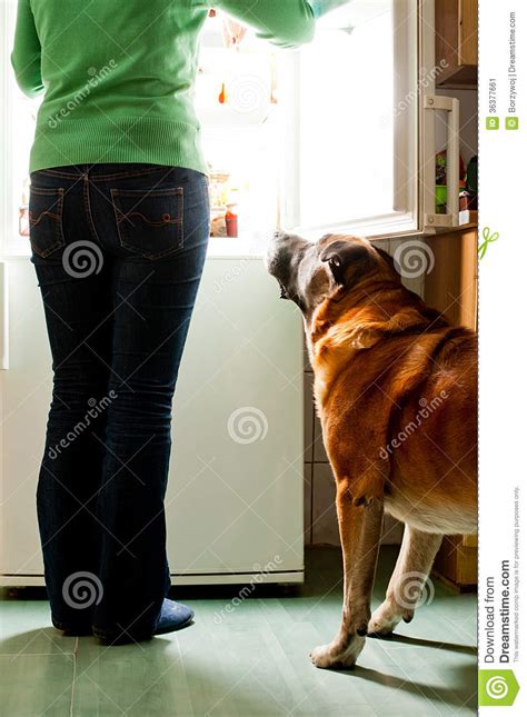 Dog And Fridge Stock Image Image Of Snack Breakfast 36377661