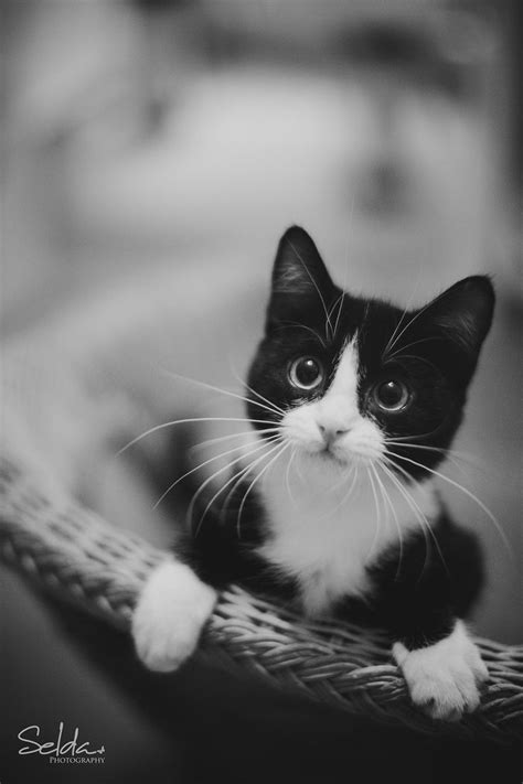 Do you have your very own little lioness? Tuxedo Cat Names Perfect Choice | Cute cats, Cute animals ...