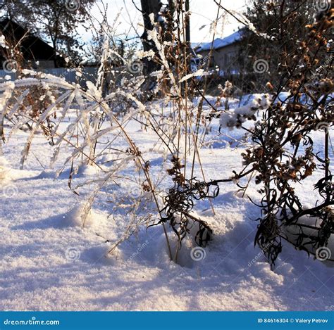 Dried Plants Covered With Snow Early In The Morning Stock Photo Image