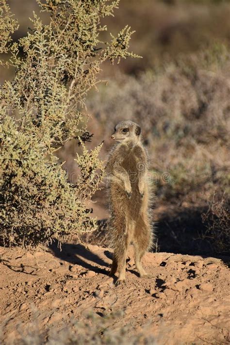 A Cute Meerkat In The Desert Of Oudtshoorn South Africa Stock Image