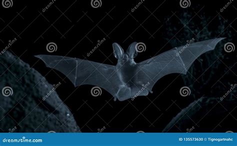 Otonycteris The Desert Long Eared Bat Is On The Hunt In Darkness