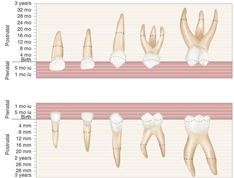 The Primary Deciduous Teeth Dental Anatomy Physiology And Occlusion