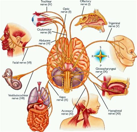Cranial Nerves The Harry Potter Way Cranial Nerves Vagus Nerve Neurological System