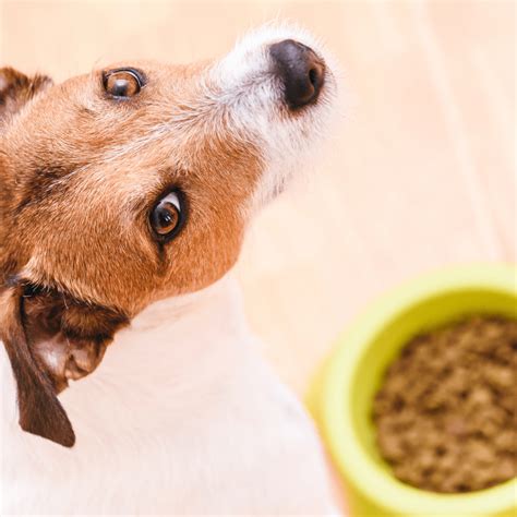 Can Dogs Eat Fish Sticks The Wellness Dog Food Blog