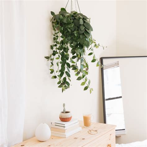 Hanging Plants Room Decor Dreaming Arcadia