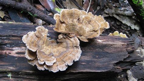 The Unexpected Magic Of Mushrooms Bbc Future