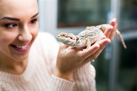 Reptiles make fascinating pets although some common species owned as pets are more for observing than handling. Pets For Kids: The Top 13 Low-Maintenance Animals ...