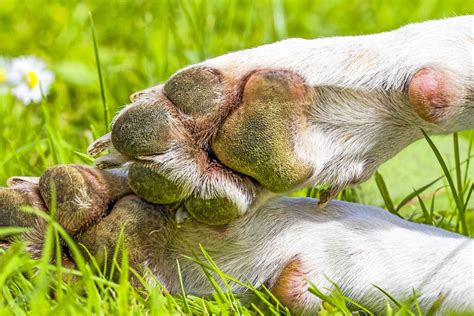 18 Things You Didnt Know About Dog Paws