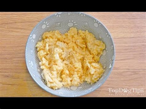 There are several options to choose from, depending on your these are complete formulas that can be fed to cats with either stable or upset bellies. Homemade Dog Food for Upset Stomach Recipe (Easy to Digest ...