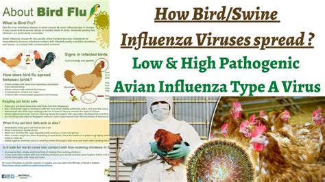 How Birdswine Flu Spreads Types Of Pathogens Influenza Type A