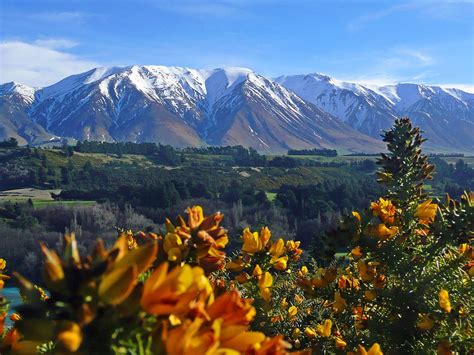 New Zealand Mountains Gorse · Free Photo On Pixabay