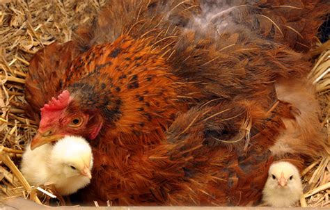 Die besten hühner legen 60 eier, bevor sie brüten, hähne werden kastriert, um sie zu fetten kapaunen zu mästen. Ist meine Henne brütig? | Über Hühner | Hühner | Handbuch ...