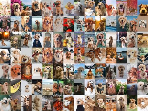 110 Pcs Funny Dog Wall Collage Kit Golden Retriever Etsy