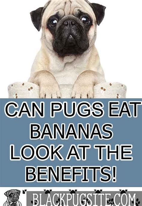 Can Pugs Eat Bananas Pugs Healthy Dog Treats Homemade Fruit Dogs
