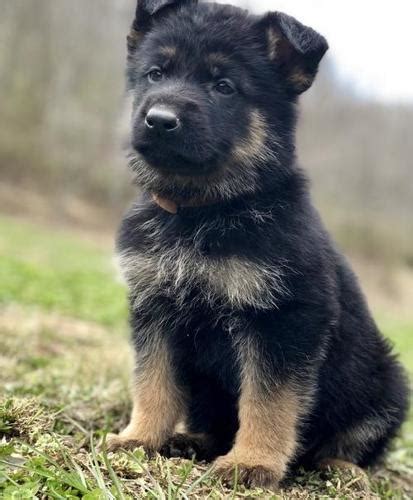 German shepherd puppy training guide for beginners. German Shepherd Dog Puppy for Sale - Adoption, Rescue | Female German Shepherd Puppy Adoption in ...