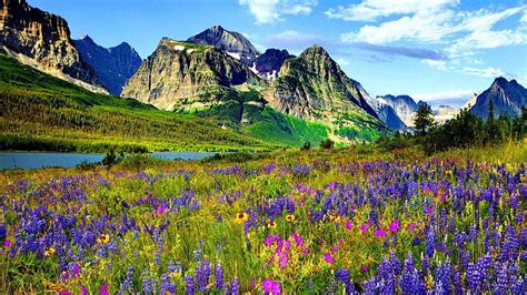 Hd Wallpaper Mountain Flower In Colorado Blue And Purple Flowers Of