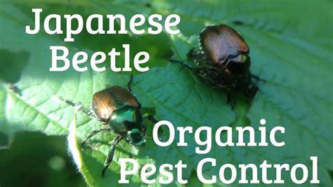Japanese Beetle Organic Pest Control Amazing Trick Organic Pest