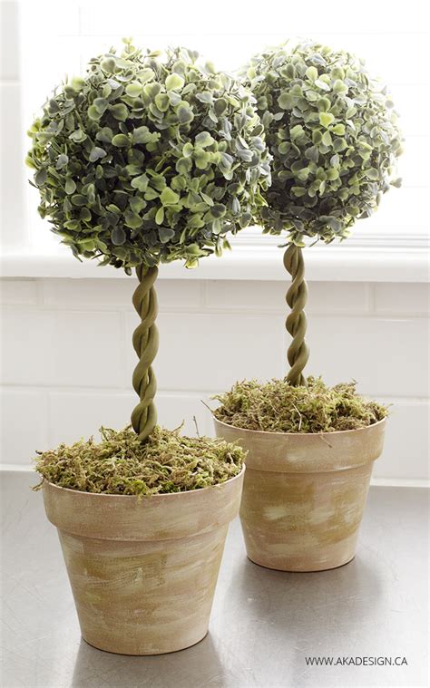 It is always a good day when topiary trees are for sale, especially if you love gardening or growing house. Fresh Real Topiary Trees - HomesFeed