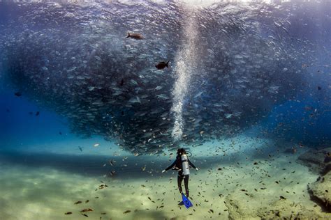 Diver Caught In Tornado Of Fish In Incredble Pictures