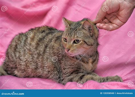 Striped Cat With A Clipped Ear Stock Photo Image Of Grey Animal