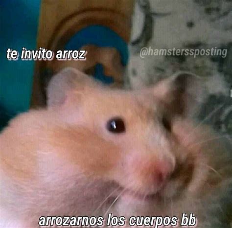 Funny Reaction Pictures Funny Pictures Baby Hamster Funny Spanish
