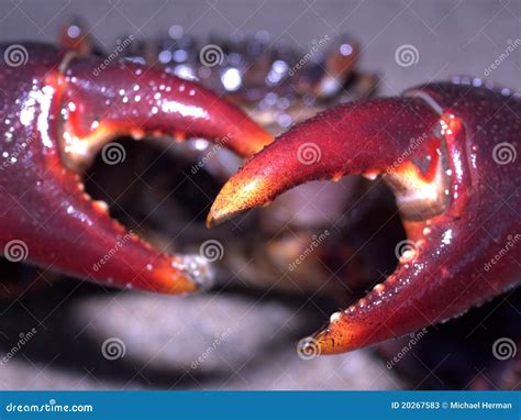 Crab With Pinchers Stock Image Image Of Pinchers Crab 20267583