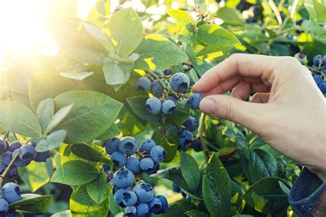 Blueberry Picking In Early Morning Merrifield Garden Center