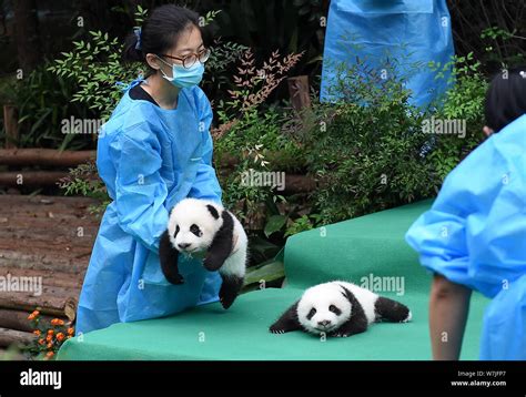 A Chinese Panda Keeper Holds A Giant Panda Cub Born In 2017 During A