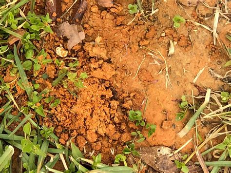 Red Clay Dirt Geophagy Is The Eating Of Dirt Real Hoodoo