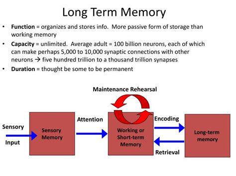 PPT - Long Term Memory PowerPoint Presentation, free download - ID:2652340