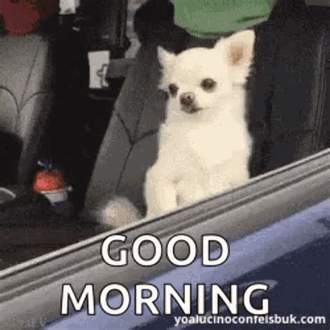 Search, discover and share your favorite good morning gifs. Good Morning Dog GIFs | Tenor