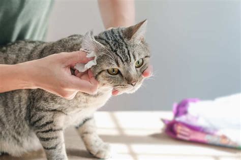 How To Clean Your Cats Ears