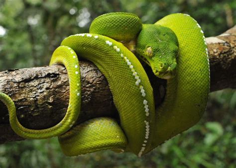 Snakes Snakes In The Rainforest