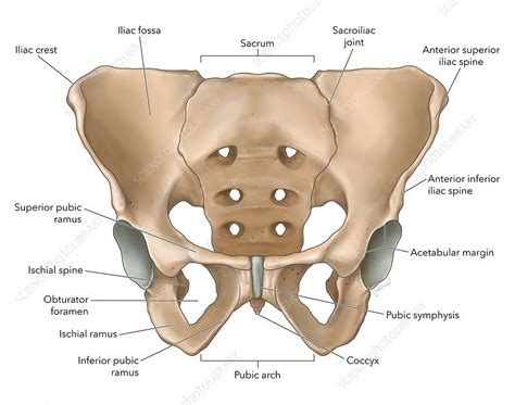Pelvic Anatomy Labeled The Pelvic Girdle The Geometry Of Bony