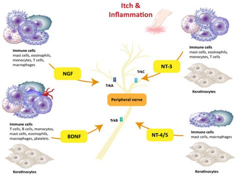 Ijms Free Full Text Neurotrophins Neuroimmune Interactions In